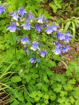 50 Blue ROCKY MOUNTAIN COLUMBINE Aquilegia Caerulea Flower Seeds