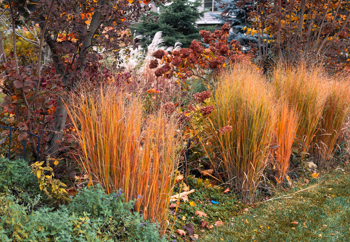 1000 SWITCHGRASS Tall Panic Switch Grass Panicum Virgatum Red Flower Seeds
