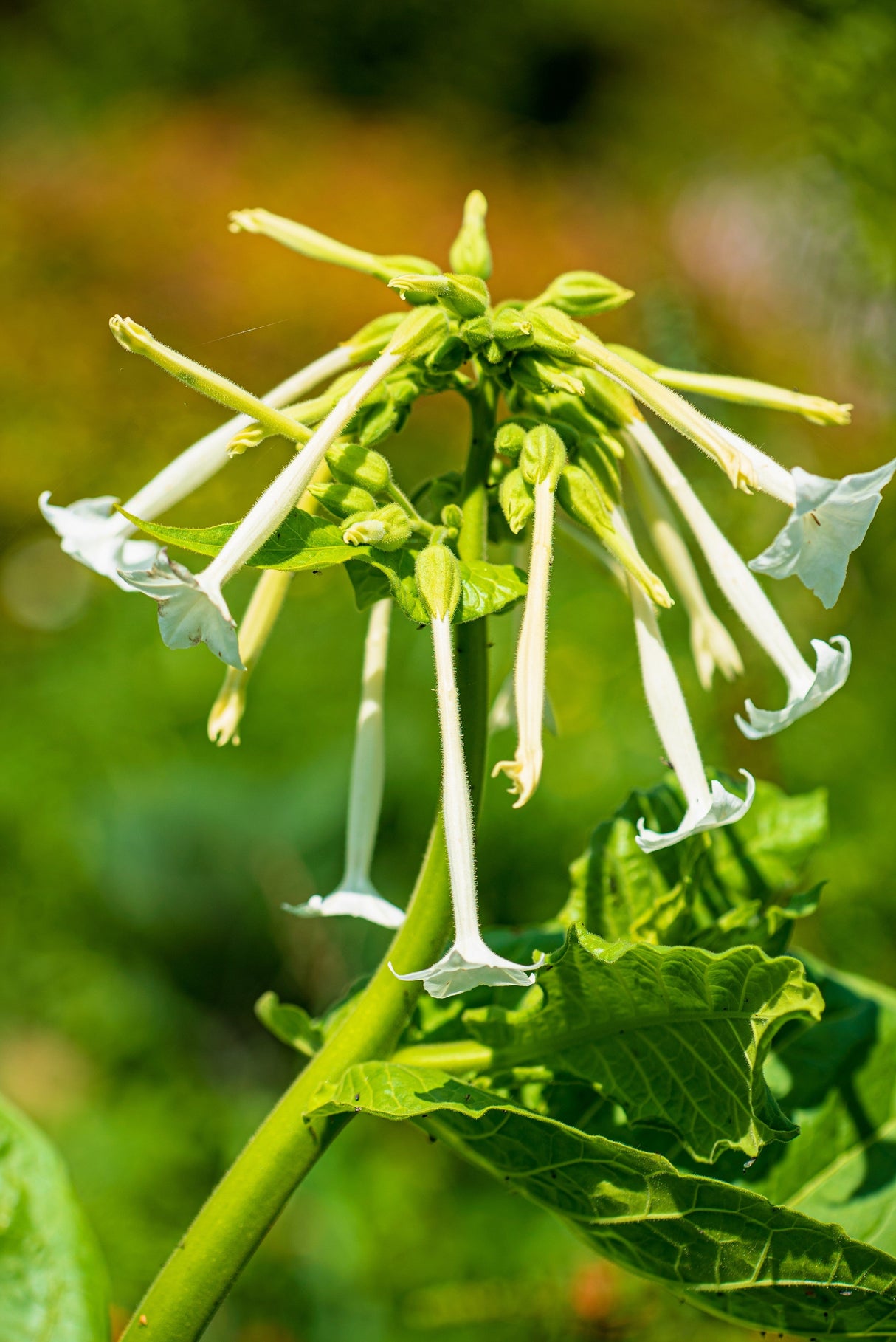200 JASMINE AZTEC NICOTIANA (Ornamental Flowering Tobacco) Nicotiana Alata Flower Seeds