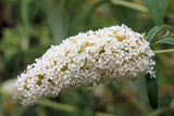 50 WHITE BUTTERFLY BUSH Buddleja Davidii Flower Seeds