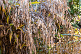 100 RIVER OATS (Northern Sea Oats / Inland Oats) Ornamental Uniola Latifolia Grass Seeds