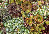 25 MIXED HENS & CHICKS Chickens Succulent (Live Forever) Sempervivum Flower Seeds