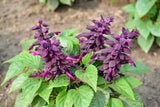 20 BRIGHT PURPLE SALVIA Splendens Scarlet Sage Flower Seeds
