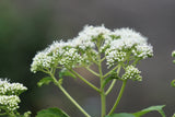 200 TALL WHITE BONESET (Thoroughwort) Eupatorium Perfoliatum Flower Seeds