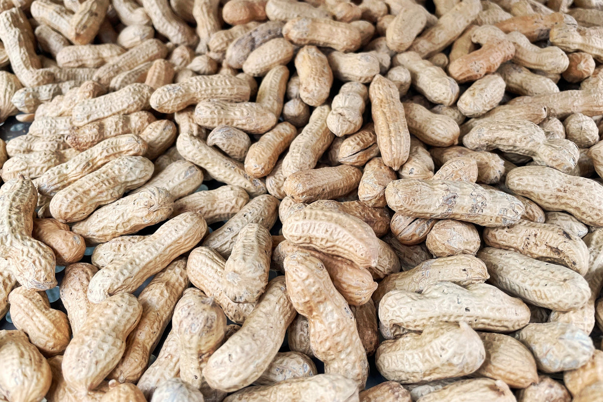 15 Seeds TENNESSEE RED PEANUT Valencia Arachis Hypogaea Perennial Nut Plant