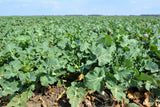1000 Dwarf ESSEX RAPE KALE Rapeseed Brassica Napus Vegetable Seeds