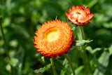 100 ORANGE DOUBLE STRAWFLOWER Xerochrysum Bracteatum Helichrysum Monstrosum Flower Seeds