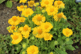 100 YELLOW GAILLARDIA (Blanket Flower / Indian Blanket) Gaillardia Aristata Flower Seeds