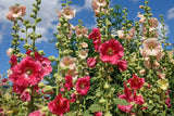 50 Mixed Colors HOLLYHOCK COUNTRY ROMANCE Mix Alcea Rosea Flower Seeds