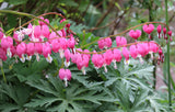 10 BLEEDING HEART - PINK Old Fashioned Dicentra Formosa Shade Flower Seeds