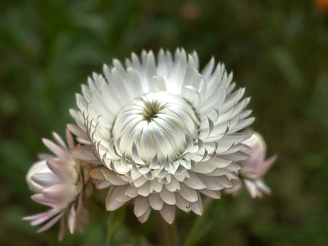 100 WHITE DOUBLE STRAWFLOWER Helichrysum Monstrosum Xerochrysum Bracteatum Flower Seeds