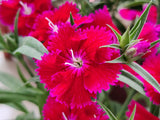 500 MIXED CHINESE PINKS China Rainbow Pink Dianthus Chinensis Bicolor Flower Seeds