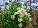200 TALL WHITE BONESET (Thoroughwort) Eupatorium Perfoliatum Flower Seeds