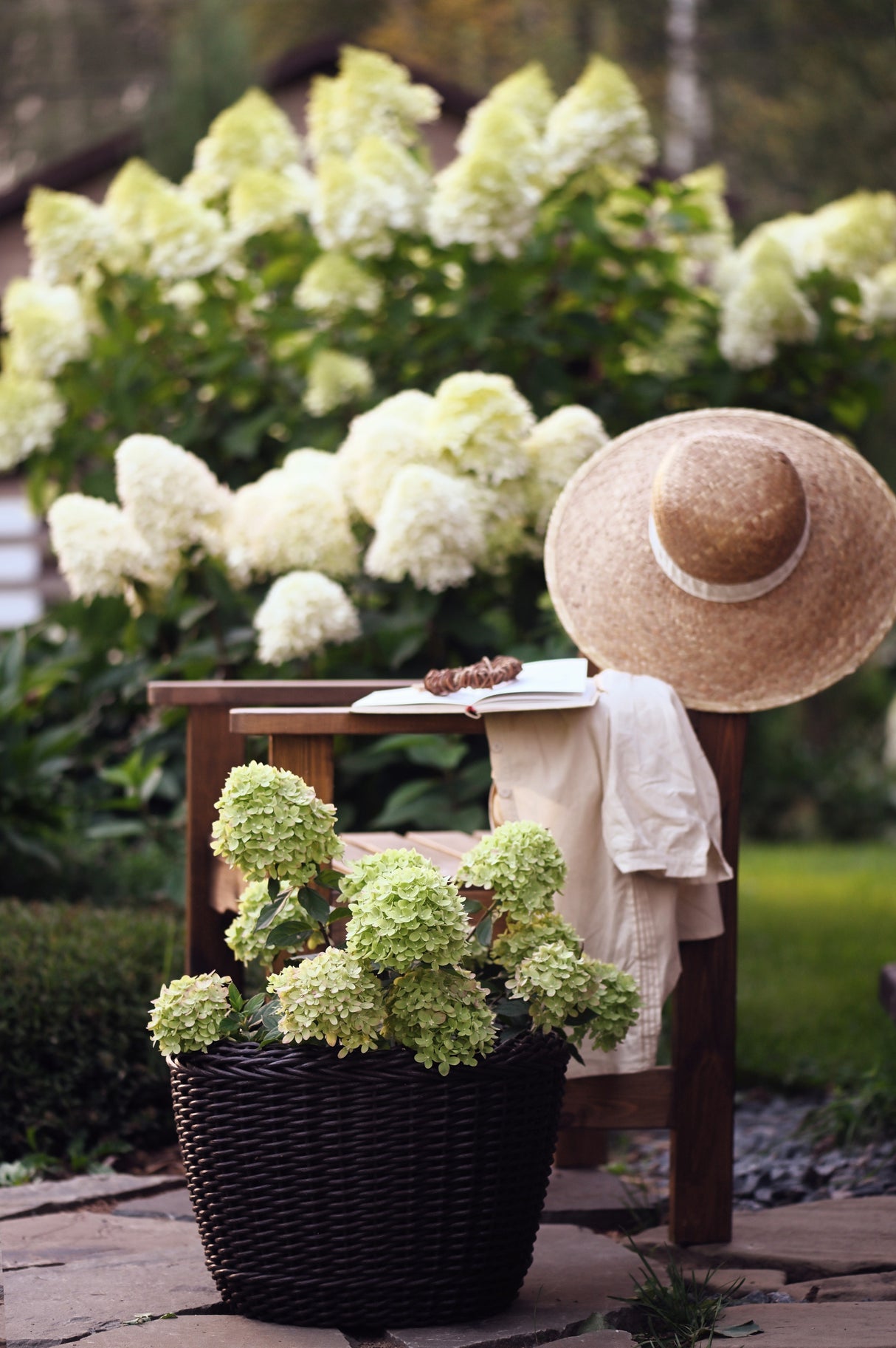 50 PEE GEE HYDRANGEA Paniculata Peegee Panicle White Pink Flower Shrub Seeds