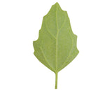 50 Organic RED AZTEC SPINACH Huauzontle Chenopodium Berlandieri Greens Vegetable Seeds