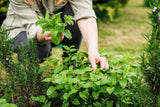 25 Orange MANDARINA BALM Mandarin Lemon Balm Melissa Officinalis Herb Seeds