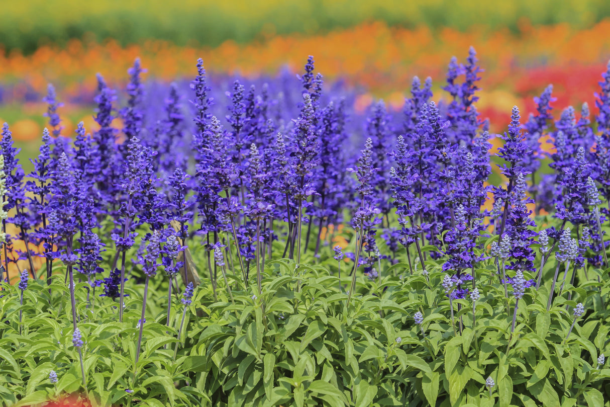 500 BLUE BEDDER SAGE Salvia Farinacea Flower Seeds