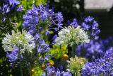 25 BLUE LILY of the NILE Agapanthus Orientalis African Lily Flower Seeds