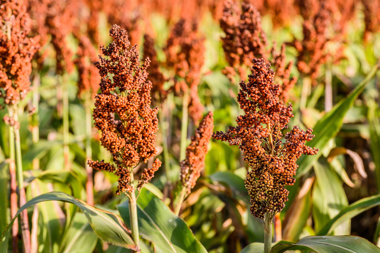 1 Lb BULK HONEY DRIP SORGHUM Bicolor Honey Drop Syrup Grain Vegetable Pound 22,400 Seeds