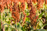 1 Lb BULK HONEY DRIP SORGHUM Bicolor Honey Drop Syrup Grain Vegetable Pound 22,400 Seeds