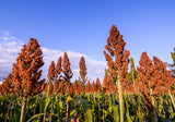 100 Wild Game FOOD PLOT SORGHUM aka Milo Deer & Game Bird Bicolor Seeds