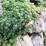 25 Spanish STONECROP / SEDUM HISPANICUM Groundcover Flower Seeds