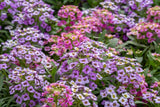 500 Sweet ALYSSUM PASTEL CARPET Mix Lobularia Maritima Flower Seeds