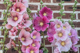 50 Mixed Colors HOLLYHOCK COUNTRY ROMANCE Mix Alcea Rosea Flower Seeds