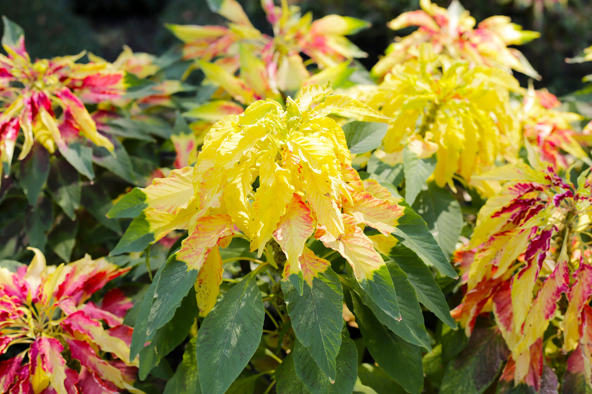 50 AURORA YELLOW AMARANTHUS Tricolor Josephs Coat Flower Seeds