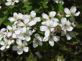 100 BLACKBERRY Fruit Bush Rubus Allegheniensis Seeds