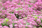 1000 Pink ALYSSUM ROSIE O DAY Lobularia Maritima Flower Seeds