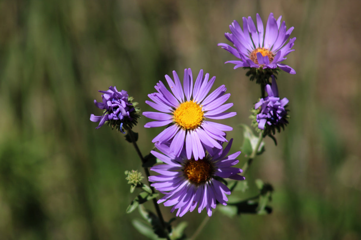 100 PURPLE Smooth Violet PRAIRIE ASTER Aster Tanacetifolia Tahoka Daisy Flower Seeds