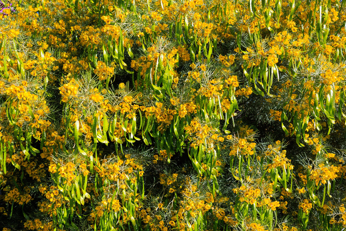 50 Yellow FEATHERY Silver CASSIA Green Senna Artemisioides Seeds