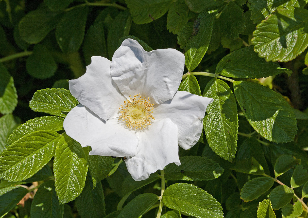 10 WHITE JAPANESE ROSE Rosa Rugosa Alba Bush Rugosa Rose Flower Seeds