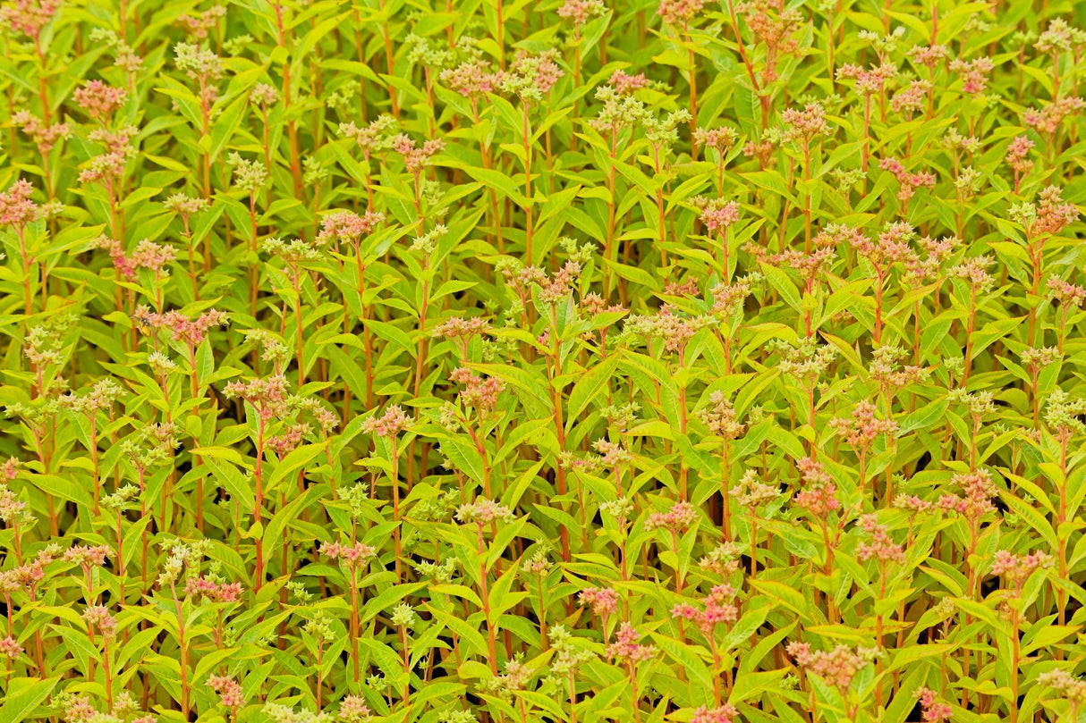 500 Virginia DITCH STONECROP SEDUM Penthorum Sedoides Star Fruit Flower Seeds