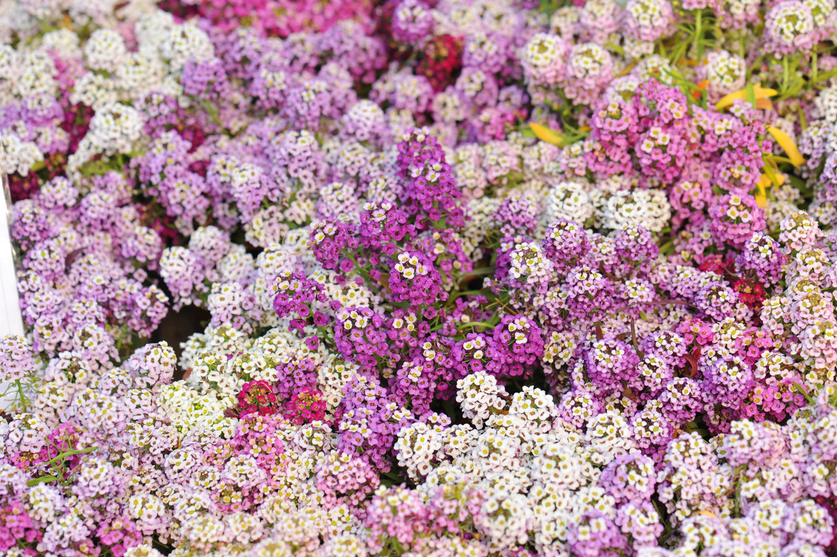 500 Sweet ALYSSUM PASTEL CARPET Mix Lobularia Maritima Flower Seeds
