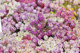 500 Sweet ALYSSUM PASTEL CARPET Mix Lobularia Maritima Flower Seeds