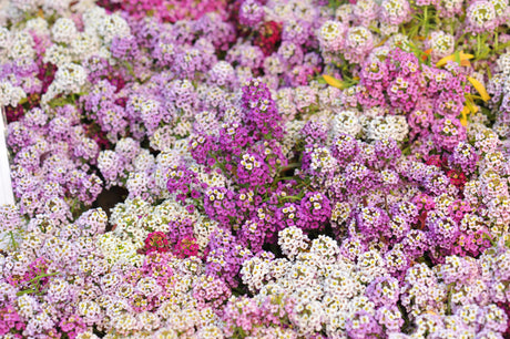 500 Sweet ALYSSUM PASTEL CARPET Mix Lobularia Maritima Flower Seeds