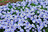 250 SKY BLUE ASTER Azure Aster Azureus Flower Seeds