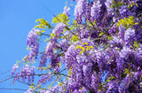 5 BLUE CHINESE WISTERIA Sinensis Ornamental Vine Climber Blue Violet Purple Flower Seeds