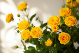 5 YELLOW ROSE Rosa Bush Shrub Perennial Flower Seeds