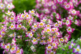 200 Mixed Colors BUTTERFLY ORCHID (Poor Mans Orchid / Angel Wings) Schizanthus Wisetonensis Flower Seeds