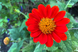 50 RED MEXICAN Torch SUNFLOWER Tithonia Rotundifolia Red Orange Flower Seeds
