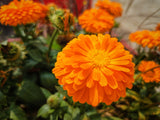 500 PACIFIC Beauty ORANGE MARIGOLD Calendula Officinalis Flower Seeds
