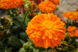 500 Mixed Colors FANCY MIX Pot MARIGOLD Calendula Officinalis Flower Seeds