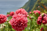 250 Organic PEONY POPPY MIX Papaver Paeoniflorum Mixed Colors Red, White, Pink, Black, Purple, Salmon, Bronze, Lilac, & Bicolor Flower Seeds