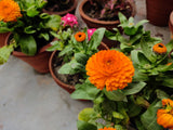 500 PACIFIC Beauty ORANGE MARIGOLD Calendula Officinalis Flower Seeds