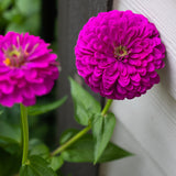 250 PURPLE PRINCE ZINNIA Elegans Flower Seeds