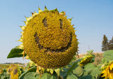 10 Early MAMMOTH RUSSIAN SUNFLOWER Helianthus Annuus Flower Seeds