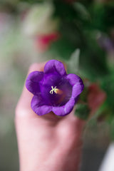 150 Mixed Colors CUP & SAUCER (Canterbury Bells) Campanula Medium Flower Seeds